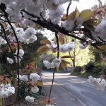Image of a tree in flower