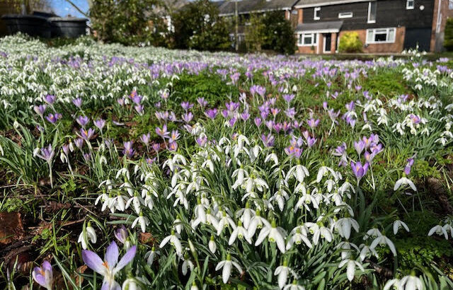 Snowdrops in Harestock
